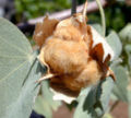Gossypium tomentosum boll