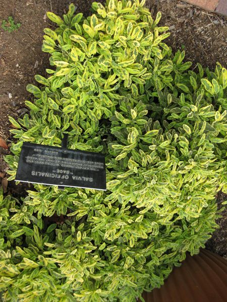 File:IMG 5232 hunt0904.jpg