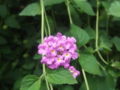 Trailing Lantana (L. montevidensis)