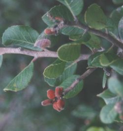 Lemonadeberry fruit and leaves