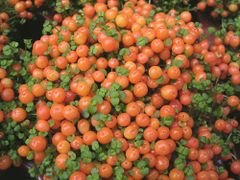 coral bead plant