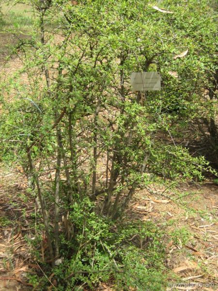 File:Osteomeles subrotunda-IMG 3180 lokrun.jpg