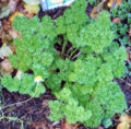 Curled Parsley