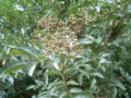 Thumbnail for version as of 07:48, 30 November 2007