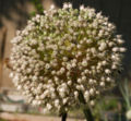 Closeup of a blooming flower head