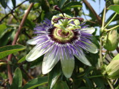 Passiflora caerulea in flower