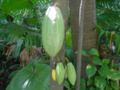 Thumbnail for version as of 04:24, 9 May 2007