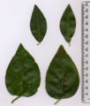 Vinca minor (above), Vinca major (below); leaves for comparison