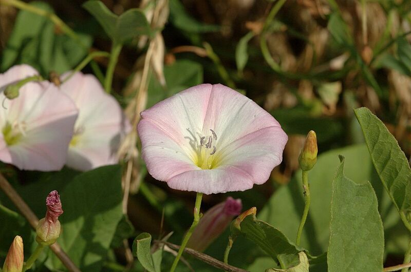 File:1024px-20050807-002-bindweed.jpg