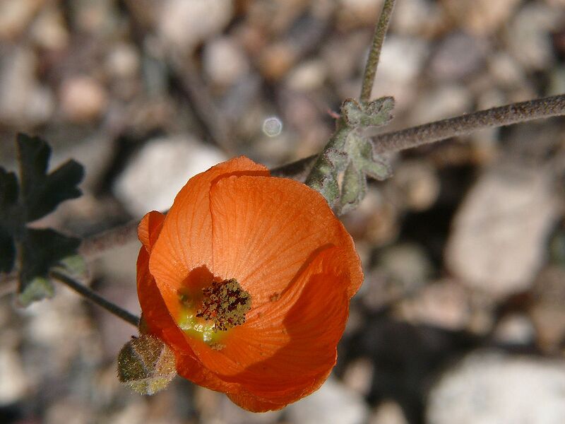 File:1024px-Desert-Globemalllow.jpg