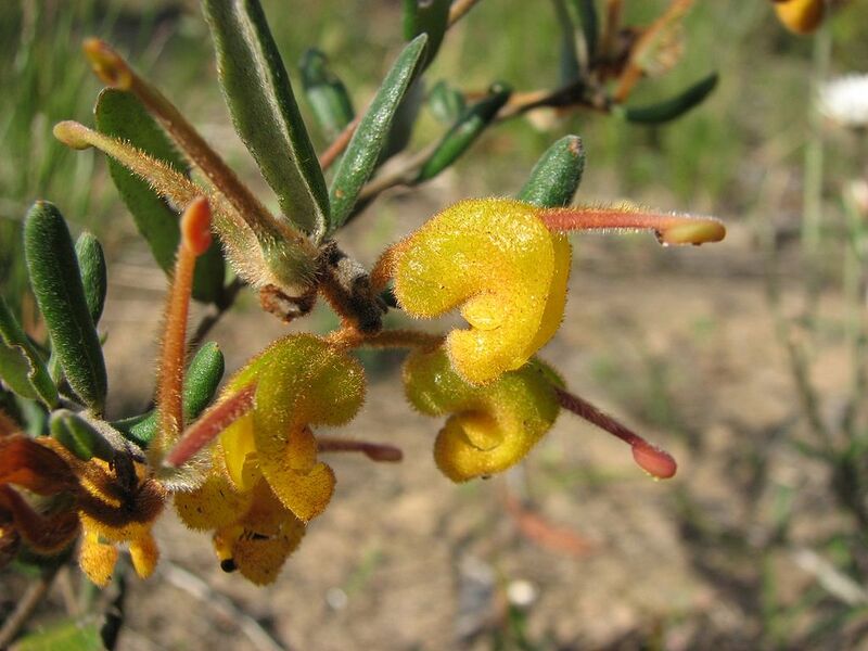 File:1024px-Grevillea chrysophaea.jpg
