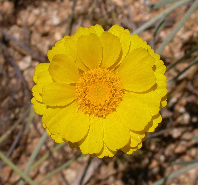 File:1095px-Baileya multiradiata head 2003-07-03.jpg