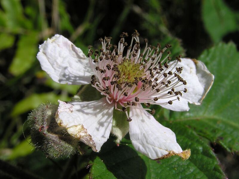 File:1280px-Blackberry flower 01.jpg