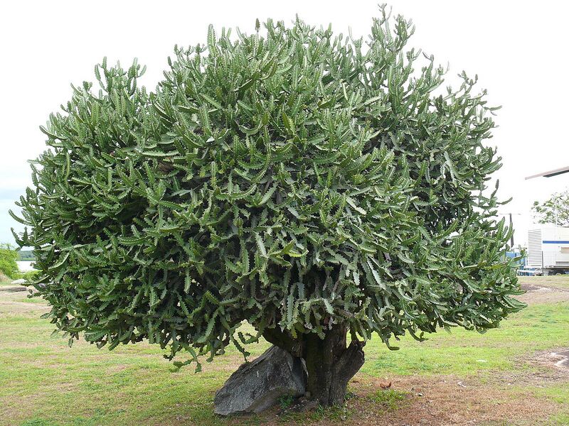 File:1280px-Cactus tronc kourou.jpg