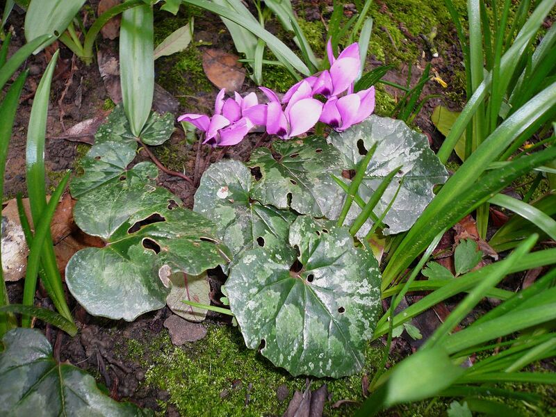 File:1280px-Cyclamen pseudibericum.jpg