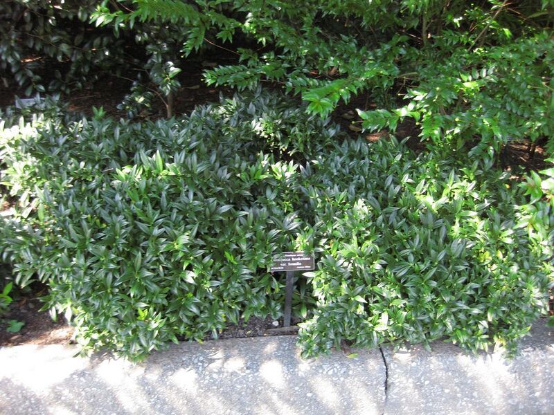 File:1280px-IMG 0306 nybg09.jpg