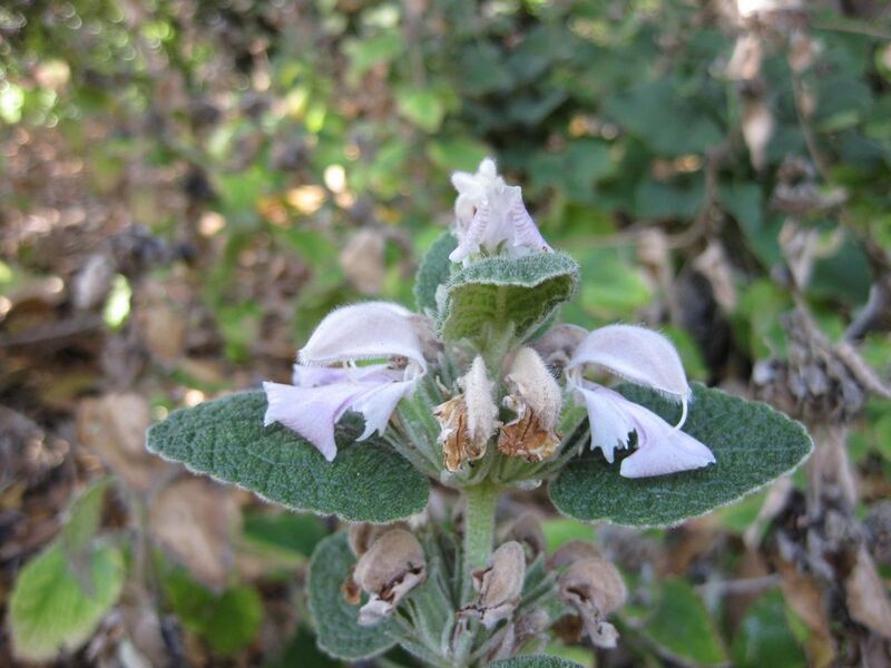 File:1280px-IMG 1902 hunt09oct.jpg