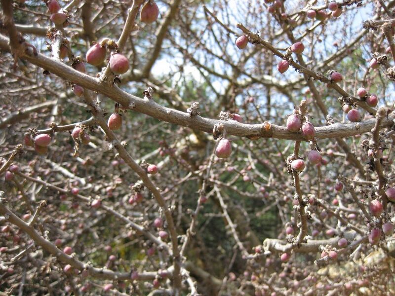 File:1280px-IMG 4387 hunt0904.jpg