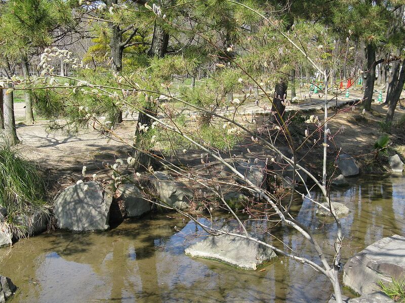 File:1280px-Salix gracilistyla2.jpg