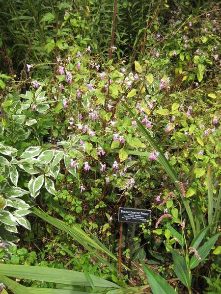 File:576px-IMG 0844 bbg09.jpg