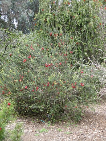 File:576px-IMG 4560 hunt0904.jpg