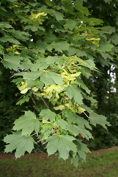 File:682px-Acer platanoides 1aJPG.jpg