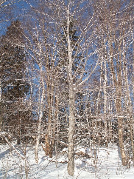 File:768px-Fagus grandifolia CT1.jpg