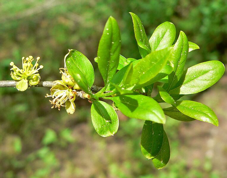 File:979px-Forestiera pubescens 2.jpg