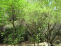 Acacia farnesiana