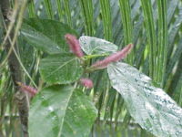 Acalypha hispida
