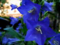 Thumbnail for version as of 05:27, 6 November 2007
