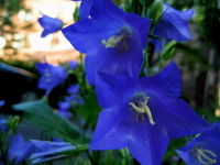 (Adenophora bulleyana )