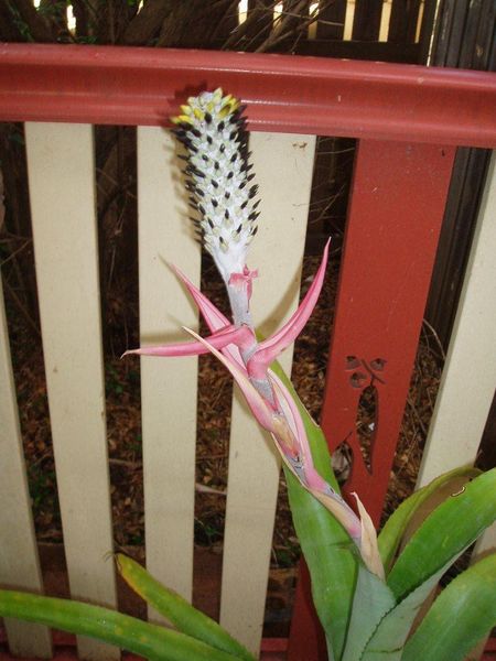 File:Brom-mariae-reginae 002.jpg