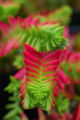 Crassula