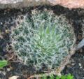 Asphodelaceae:Haworthia arachnoidea, leaf succulent
