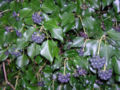 Hedera hibernica fruit