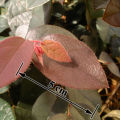 L. chinense var rubrum leaves