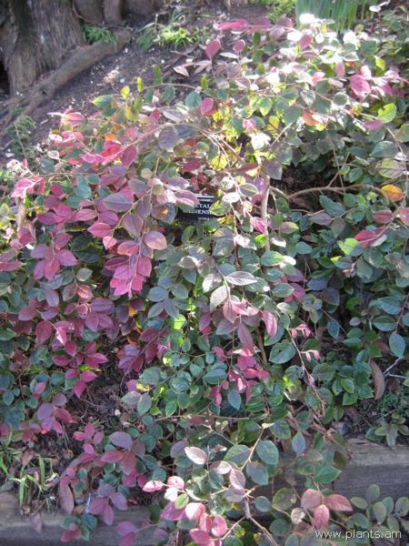 File:Loropetalum chinense-IMG 7243 sfbg0308.jpg