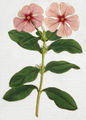 Thumbnail for version as of 17:36, 7 March 2008