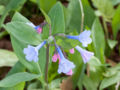 Mertensia virginica Virginia bluebells