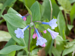 Mertensia virginica