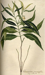 Tabernaemontana persicariaefolia