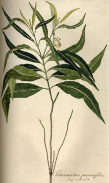 Tabernaemontana persicariaefolia
