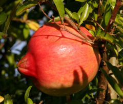 Pomegranate fruit