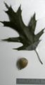 Leaf and acorn