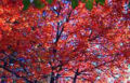Red Maple trees in autumn