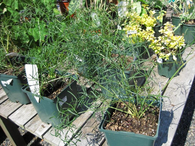 File:1024px-IMG 0330 nybg09.jpg