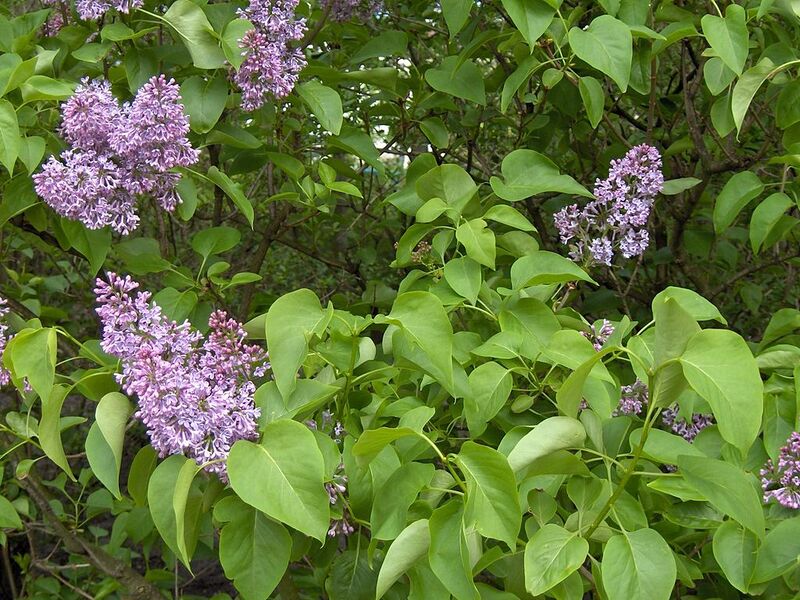 File:1024px-Syringa.vulgaris(01).jpg