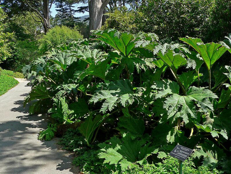File:1280px-Gunnera tinctoria 6.jpg