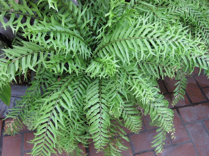 File:1280px-IMG 0894 bbg09.jpg